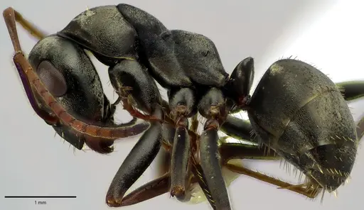 Formica argentea - ANTWEB1041662