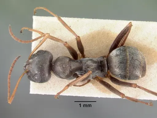 Formica argentea - CASENT0102159