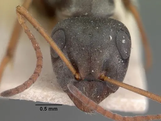 Formica argentea - CASENT0102159