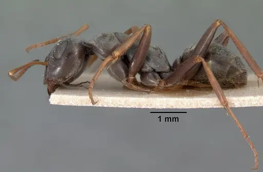 Formica argentea - CASENT0102159