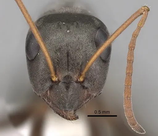 Formica argentea - CASENT0280360