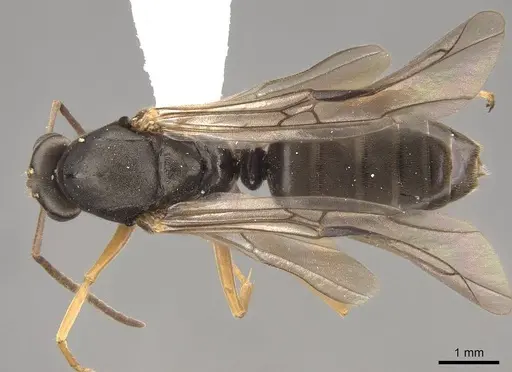 Formica argentea - CASENT0843693