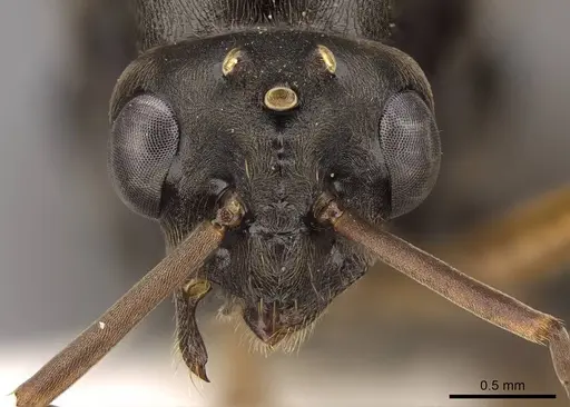 Formica argentea - CASENT0843693