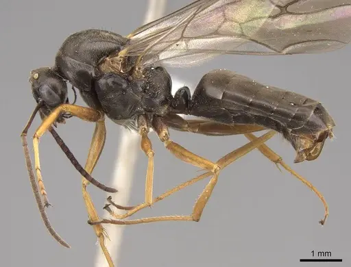 Formica argentea - CASENT0843693