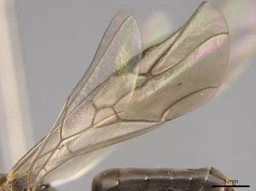 Formica argentea - CASENT0843693