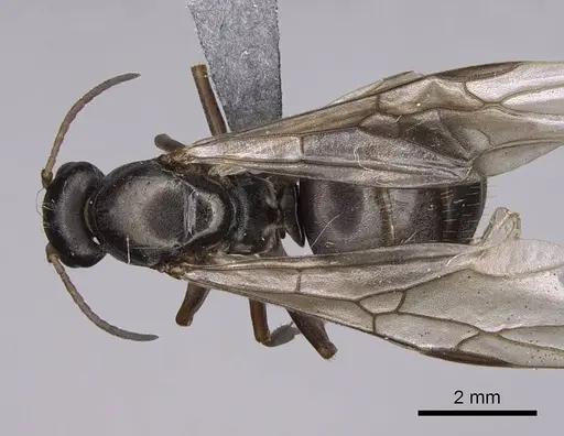 Formica argentea - CASENT0923041