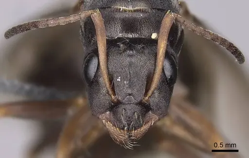 Formica argentea - CASENT0923041