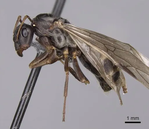 Formica argentea - CASENT0923041