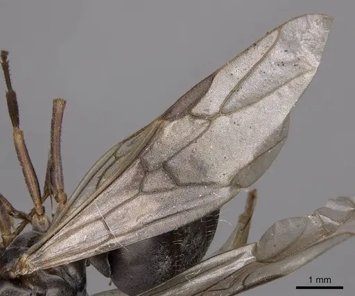 Formica argentea - CASENT0923041