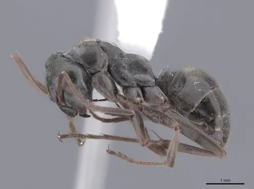 Formica argentea - FMNHINS0000062555