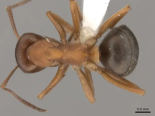 Formica aserva specimen
