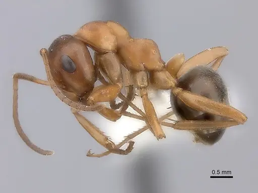 Formica aserva specimen