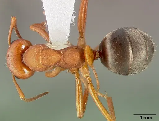 Formica aserva - CASENT0005395