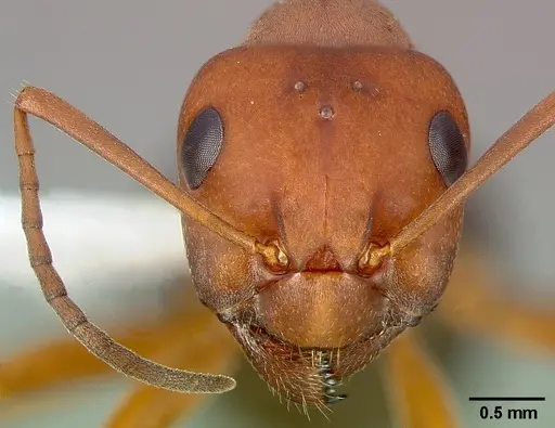 Formica aserva - CASENT0005395