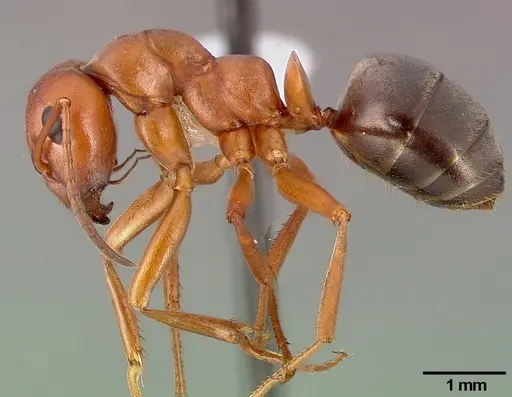 Formica aserva - CASENT0005395