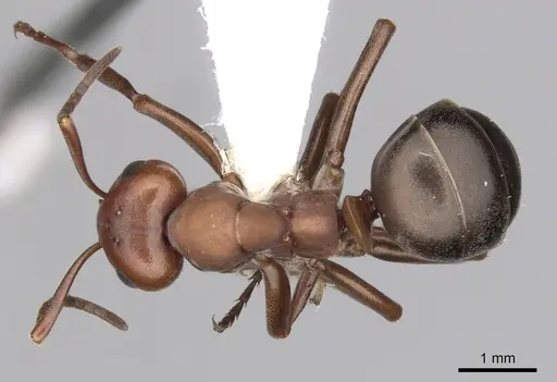 Formica aserva - CASENT0280421