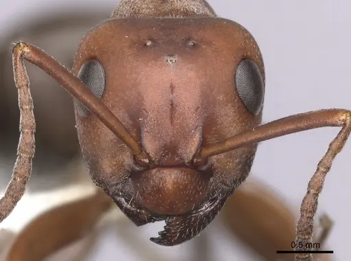 Formica aserva - CASENT0280421
