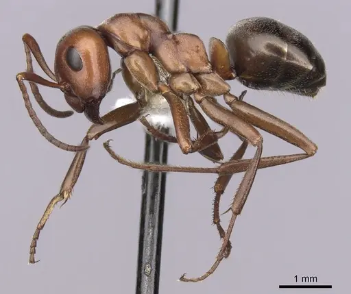 Formica aserva - CASENT0280421