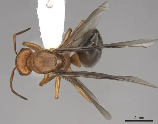 Formica aserva - CASENT0843244