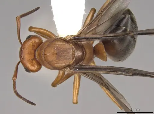 Formica aserva - CASENT0843244