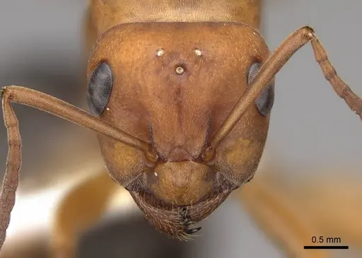 Formica aserva - CASENT0843244