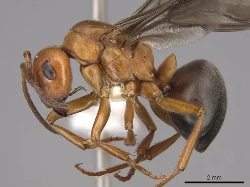 Formica aserva - CASENT0843244