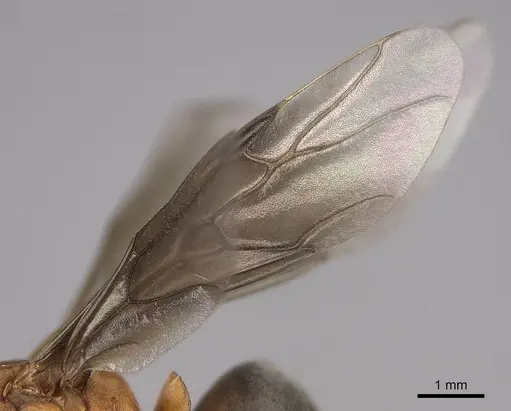 Formica aserva - CASENT0843244