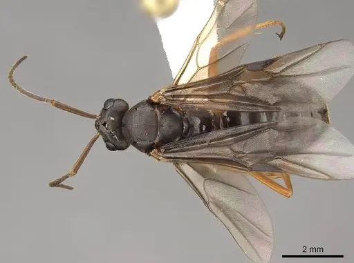 Formica aserva - CASENT0843245