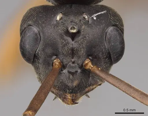 Formica aserva - CASENT0843245