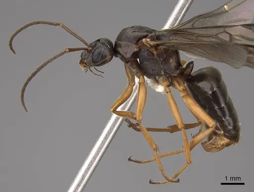 Formica aserva - CASENT0843245