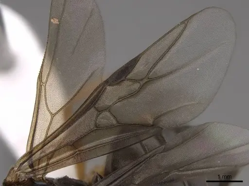 Formica aserva - CASENT0843245