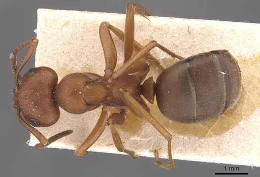 Formica aserva - CASENT0905695