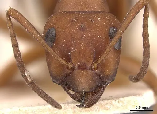 Formica aserva - CASENT0905695