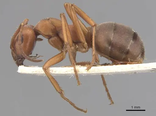 Formica aserva - CASENT0905695