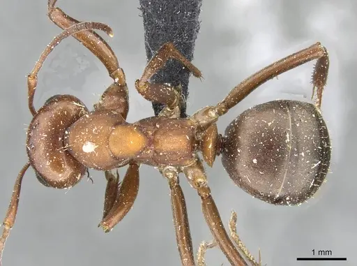 Formica aserva - CASENT0911096