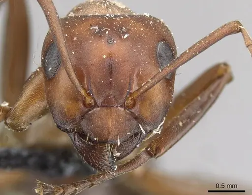 Formica aserva - CASENT0911096