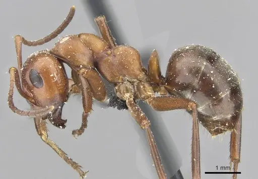 Formica aserva - CASENT0911096