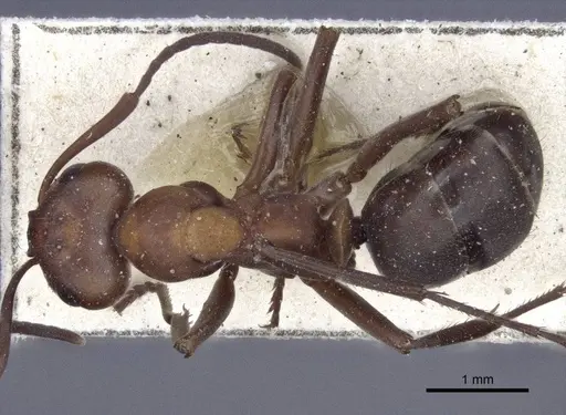 Formica aserva - CASENT0916653