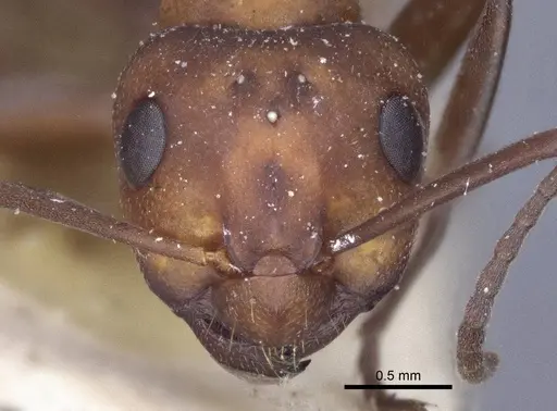 Formica aserva - CASENT0916653