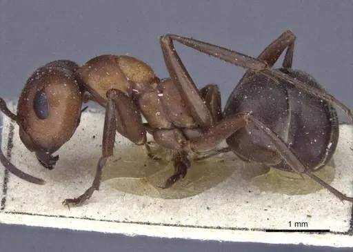 Formica aserva - CASENT0916653