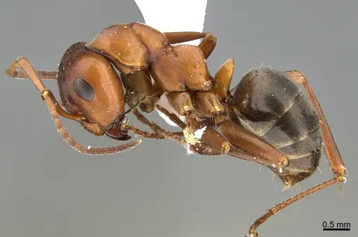 Formica aserva - CASENT0923588