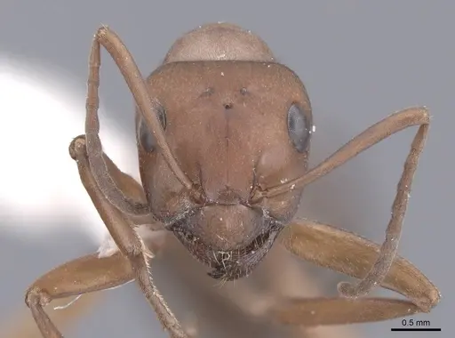 Formica aserva - FMNHINS0000062553