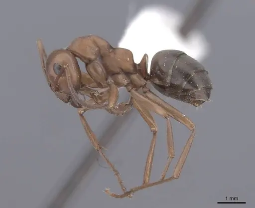 Formica aserva - FMNHINS0000062553