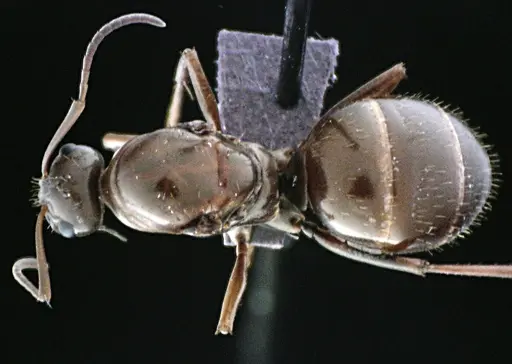 Formica biophilica specimen