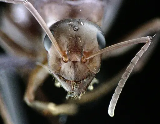 Formica biophilica specimen