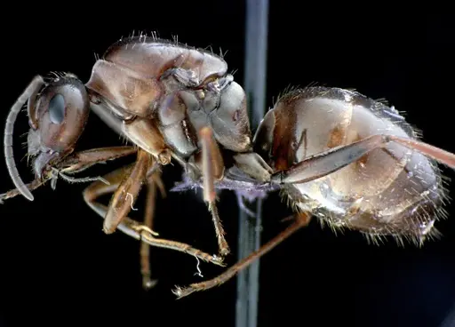 Formica biophilica specimen