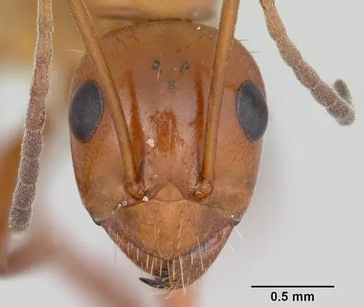 Formica biophilica - CASENT0103499