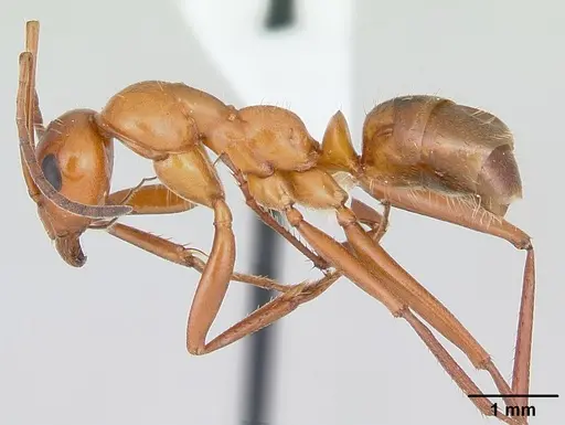 Formica biophilica - CASENT0103499