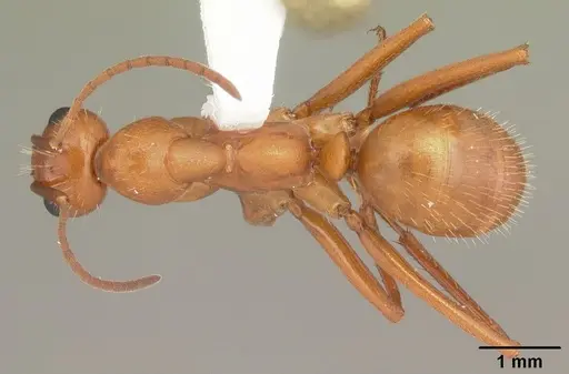 Formica biophilica - CASENT0103945