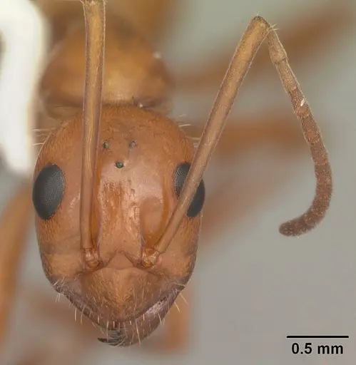 Formica biophilica - CASENT0103945